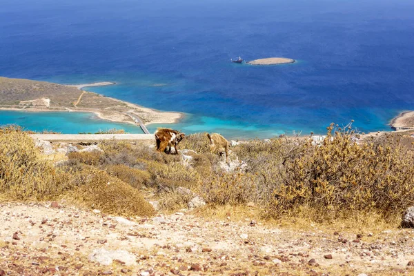 キティラ島 アッティカギリシャのDiakofti港を見下ろす岩の多い風景の山ヤギ — ストック写真