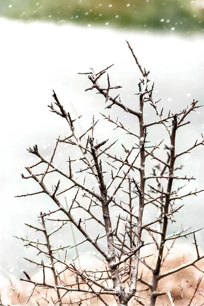 冬天光秃秃的树枝挡住了 — 图库照片