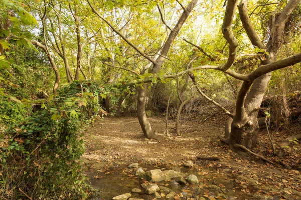 Bellissimo Torrente Nella Montagna Penteli Vicino Atene Grecia — Foto Stock