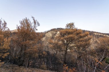 Ağustos 2021 'de Parnitha Dağı ve Varympompi ve Tatoi bölgelerindeki orman yangınları sonrasında Yunanistan' ın Attica kentinde yakıldı. Meşe ormanı tamamen yandı..