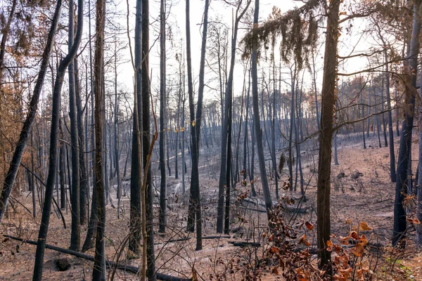Verbrannte Wälder Attika Griechenland Nach Den Buschbränden Parnitha Berg Und — Stockfoto