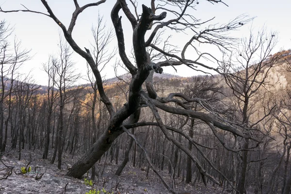 그리스 아티카에서는 2021 파르니 지역에서 참나무 완전히 버렸습니다 — 스톡 사진