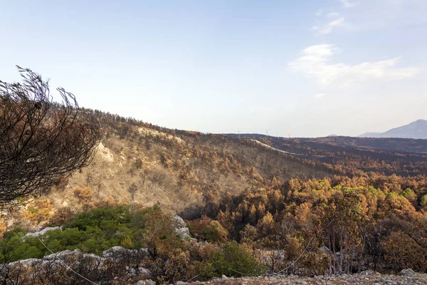 Verbrannte Wälder Attika Griechenland Nach Den Buschbränden Parnitha Berg Und — Stockfoto