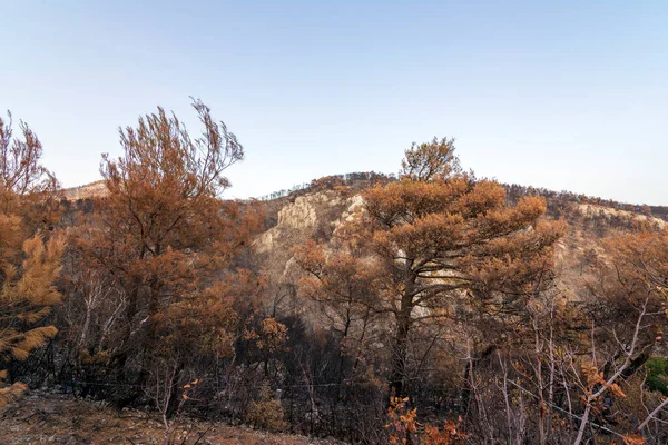 Verbrannte Wälder Attika Griechenland Nach Den Buschbränden Parnitha Berg Und — Stockfoto