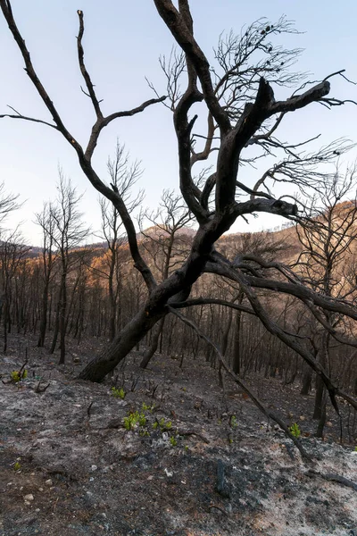 Grünpflanze Auf Dem Verbrannten Stamm Verbrannten Wald Attika Griechenland Nach — Stockfoto