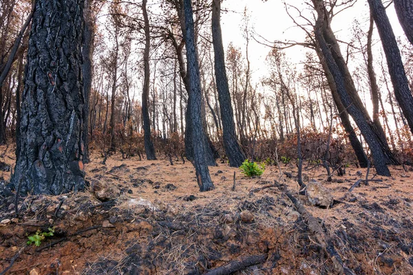 Grünpflanze Auf Dem Verbrannten Stamm Verbrannten Wald Attika Griechenland Nach — Stockfoto