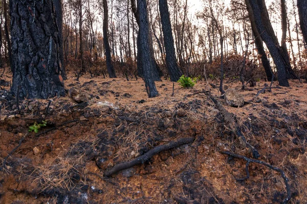 Zielona Roślina Spalonym Pniu Spalonym Lesie Attyce Grecja Pożarach Krzewów — Zdjęcie stockowe