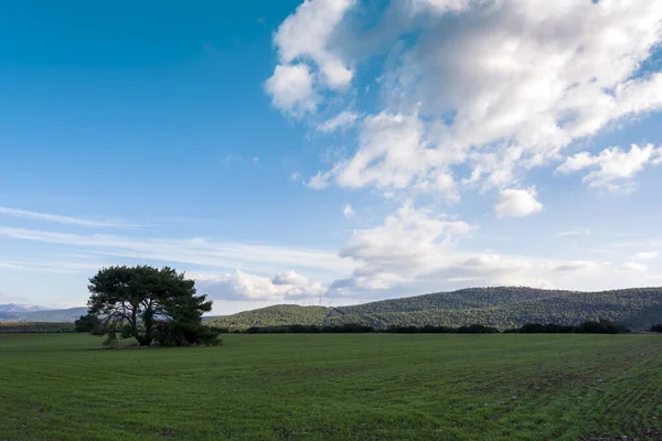 Çayırda tek başına duran tek bir ağaç. Yunanistan.