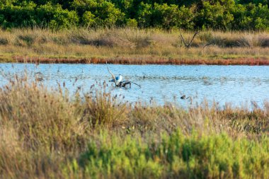 Gialova gölünün sığ sularında yiyecek bir şeyler arayan bir martı. Yunanistan.