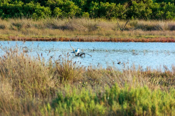 Gialova gölünün sığ sularında yiyecek bir şeyler arayan bir martı. Yunanistan.