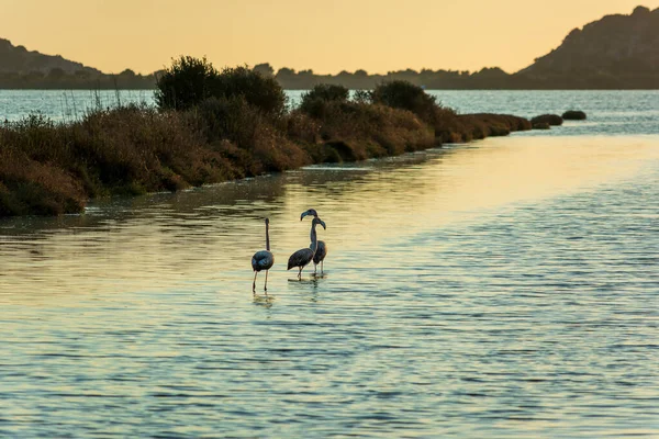 Vista Del Paisaje Vida Silvestre Con Hermosos Flamencos Vagando Atardecer — Foto de Stock