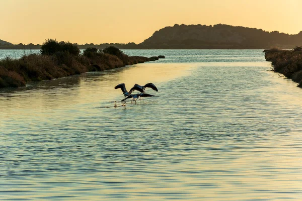 希腊梅西尼亚的Gialova泻湖 美丽的火烈鸟在日落时分飞翔 欣赏野生动物美景 — 图库照片
