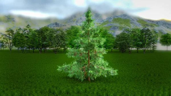 Single Pine Tree Standing Alone Front Forest Sky White Clouds — Photo