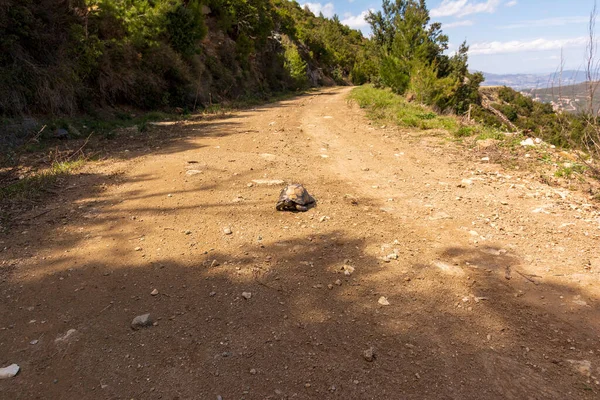 Пациент Черепаха Путешествует Грунтовой Дороге Пентели Греция — стоковое фото