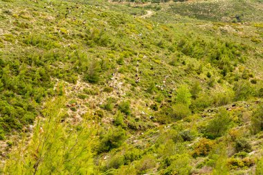 Dağ keçileri dağlardan dinlenme alanına indiler. Penteli Dağı, Yunanistan.