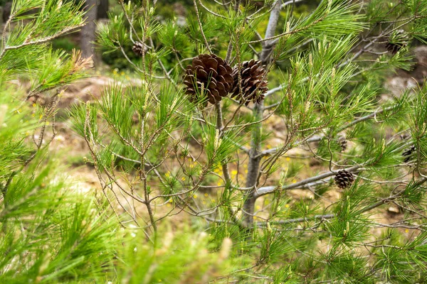 Сосновые Шишки Ветке Лесу Горе Пентели — стоковое фото