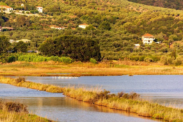 Gialova Gölü Messinia Yunanistan Günbatımında Gezinen Güzel Flamingolarla Vahşi Yaşam — Stok fotoğraf