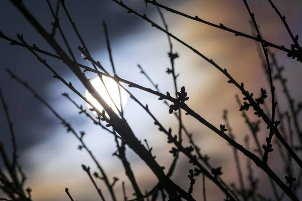 いくつかの木の枝の後ろに明るい満月 ギリシャ — ストック写真