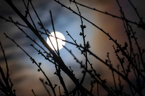 Ljus Fullmåne Bakom Några Trädgrenar Grekland — Stockfoto