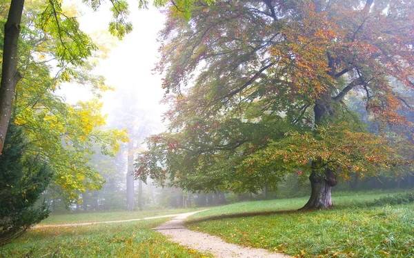 Floresta de outono — Fotografia de Stock