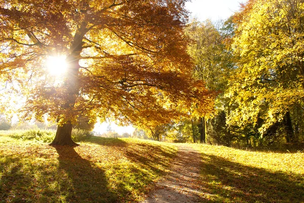 Herfst — Stockfoto