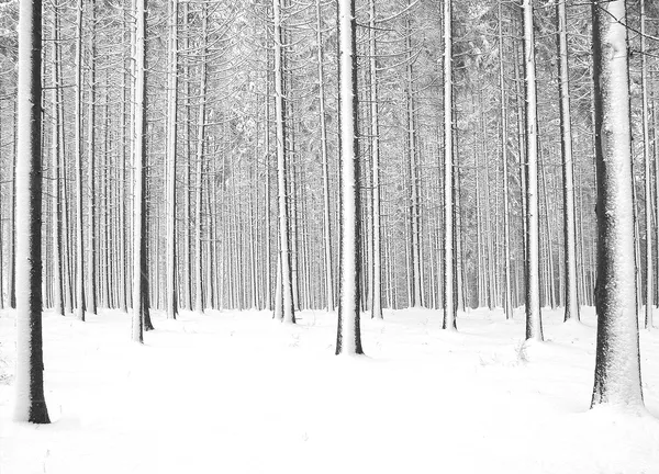 Zima v forrest — Stock fotografie