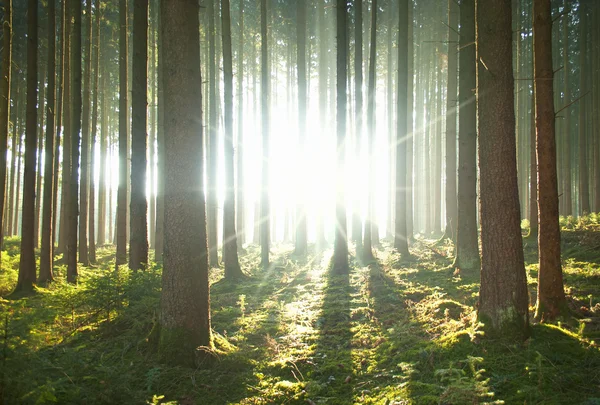 Zelený forrest — Stock fotografie