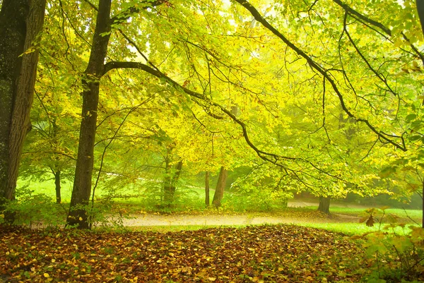 Осень - лес — стоковое фото