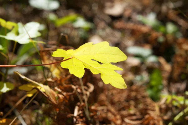 Foglia autunno — Foto Stock