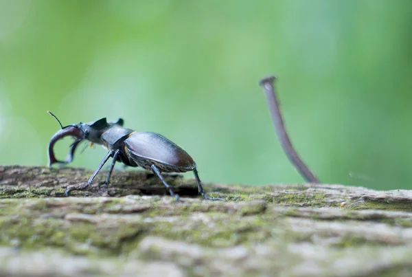 Stag kever — Stockfoto