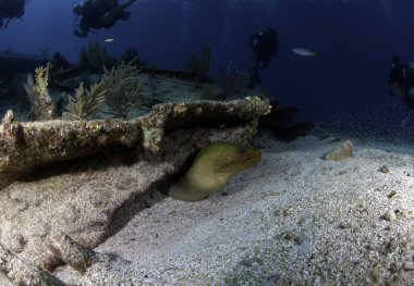 bir batık dalgıçlar içinde bakarak ile çıkan yeşil Müren balığı key Largo, florida sulara mavi
