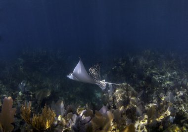 Spotted eagle ray in blue water over coral reef in key largo, florida clipart