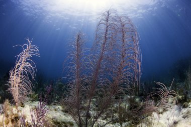 key largo, florida su mavi arka plan ile güzel renkli mercan