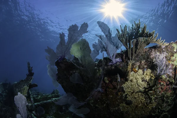 Hermoso coral colorido con fondo de agua azul en Key Largo, Florida —  Fotos de Stock