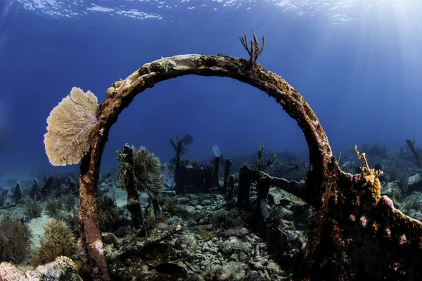Key largo, florida su mavi arka plan ile güzel renkli mercan — Stok fotoğraf