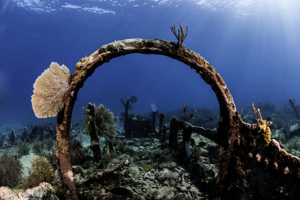 Beau corail coloré avec fond d'eau bleue à Key Largo, Floride — Photo