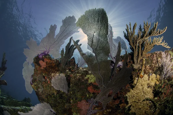 key largo, florida su mavi arka plan ile güzel renkli mercan