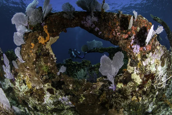 Coral omfattas hyttventil av ett sjunket skepp med en dykare i mitten i key largo, florida — Stockfoto