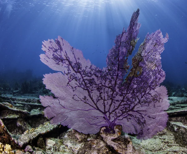 Wunderschöne farbenfrohe Koralle mit blauem Wasserhintergrund in Schlüssellargo, Florida — Stockfoto