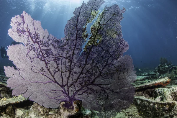 Piękny kolorowy koral tle niebieski wody w key largo na Florydzie — Zdjęcie stockowe