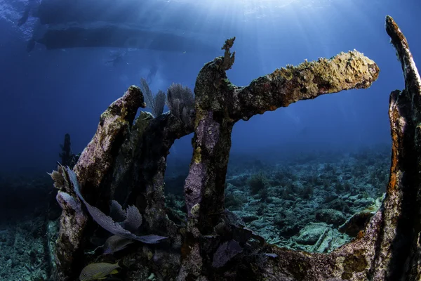 Beautiful colorful coral with blue water background in Key Largo, Florida — Stock Photo, Image