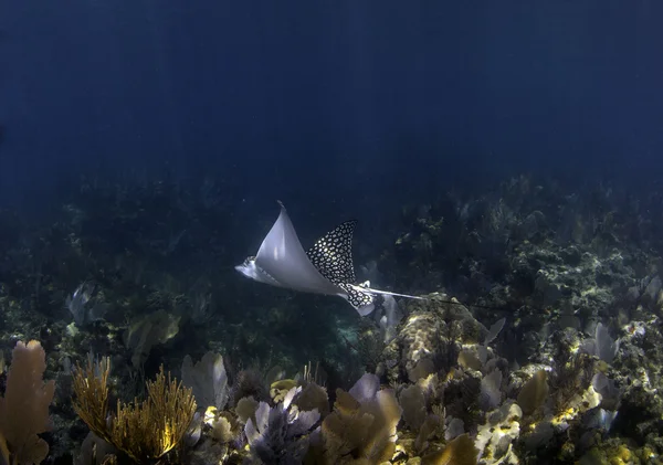 Eagle ray mavi su mercan kayalığı key Largo, florida üzerinden görüldü.