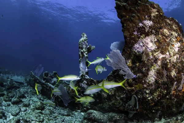 Vackra färgglada koraller med blått vatten bakgrund i key largo, florida — Stockfoto
