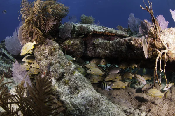 key largo, florida su mavi arka plan ile güzel renkli mercan