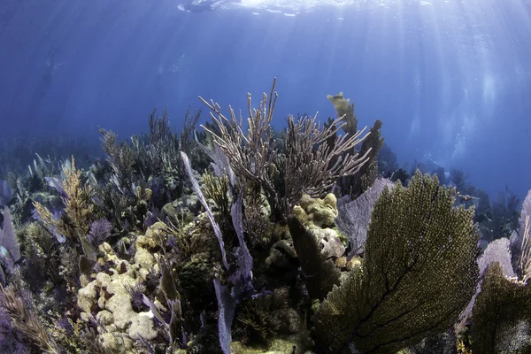 蓝色的水背景在佛罗里达州基拉戈岛美丽多彩珊瑚 — 图库照片