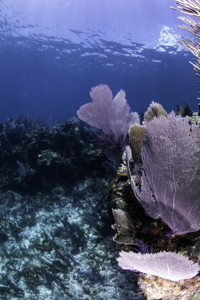 key largo, florida su mavi arka plan ile güzel renkli mercan