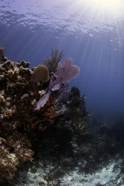 key largo, florida su mavi arka plan ile güzel renkli mercan