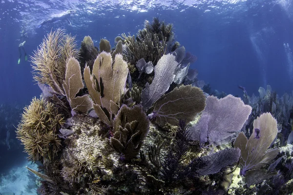 key largo, florida su mavi arka plan ile güzel renkli mercan
