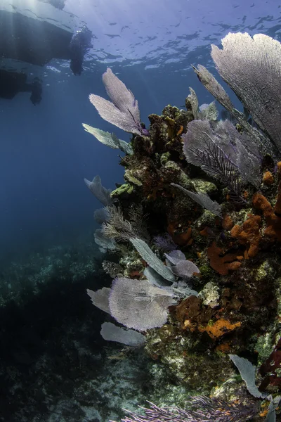 Wunderschöne farbenfrohe Koralle mit blauem Wasserhintergrund in Schlüssellargo, Florida — Stockfoto