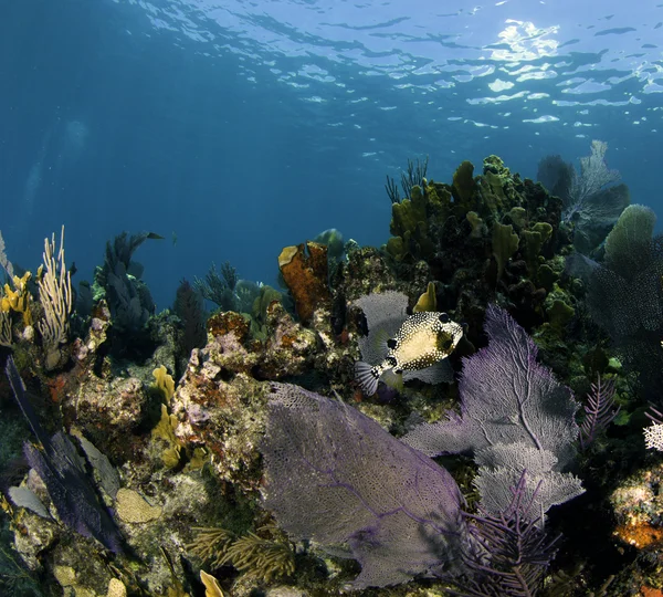 key largo, florida su mavi arka plan ile güzel renkli mercan